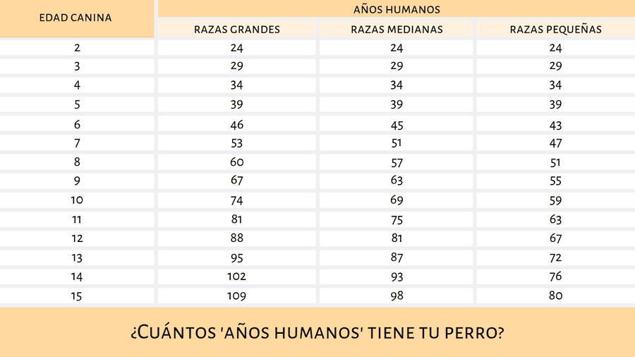 ¿Cómo calculo la edad humana de mi perro? ¡Con esta tabla! 1 MiPet.pe