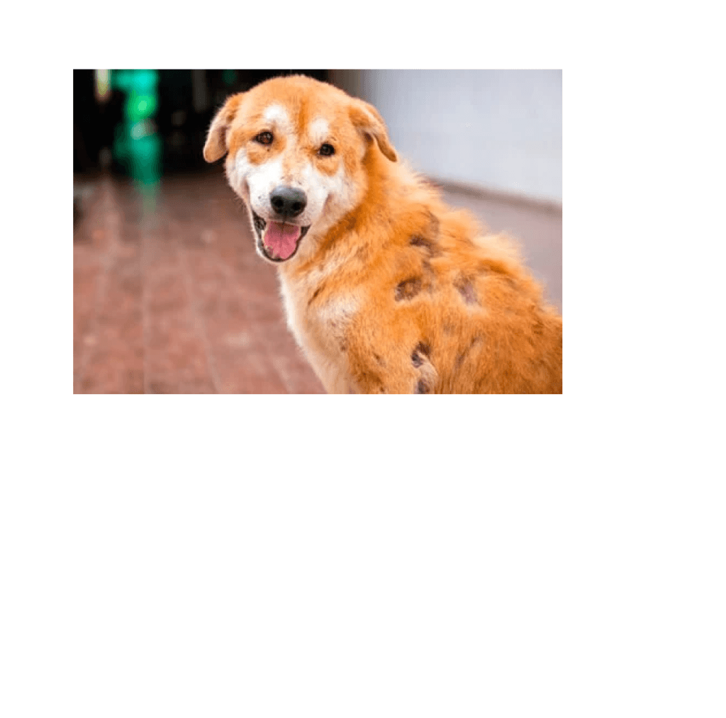 Las 5 causas más comunes de pérdida de pelo en el perro 1 Las 5 causas más comunes de pérdida de pelo en el perro MiPet.pe
