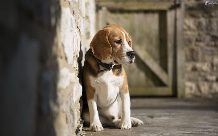 Síntomas de que tu perro se siente solo 4 Síntomas de que tu perro se siente solo 3 MiPet.pe