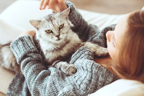 Beneficios psicológicos de tener un gato 3 Beneficios psicológicos de tener un gato 2 MiPet.pe