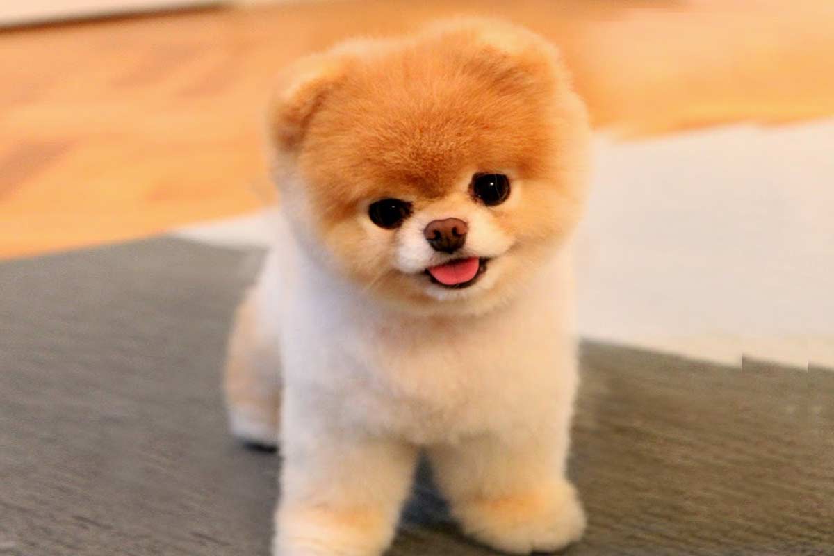 ¿Cuál es el perro más bonito del mundo? MiPet.pe