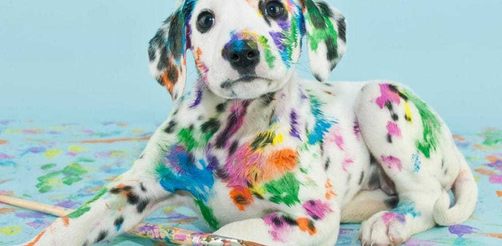 ¿Cómo calculo la edad humana de mi perro? ¡Con esta tabla! MiPet.pe