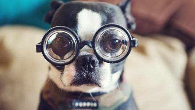 7 falsos mitos sobre el perro que te sorprenderá descubrir 5 7 falsos mitos sobre el perro que te sorprenderá descubrir 4 MiPet.pe