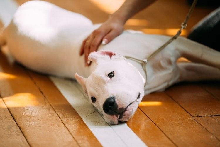 ¿Tu perro o gato sufre de epilepsia? Este artículo te interesa 3 MiPet.pe