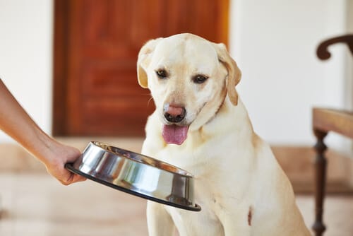 ¿Tu perro come mal? 7 sencillos pasos para solucionarlo 2 ¿Tu perro come mal? 7 sencillos pasos para solucionarlo 1 MiPet.pe