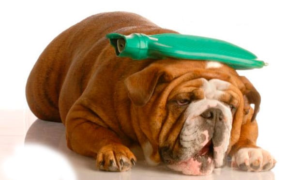 ¿Cómo saber si un perro sufre de golpe de calor? 3 ¿Cómo saber si un perro sufre de golpe de calor? 2 MiPet.pe