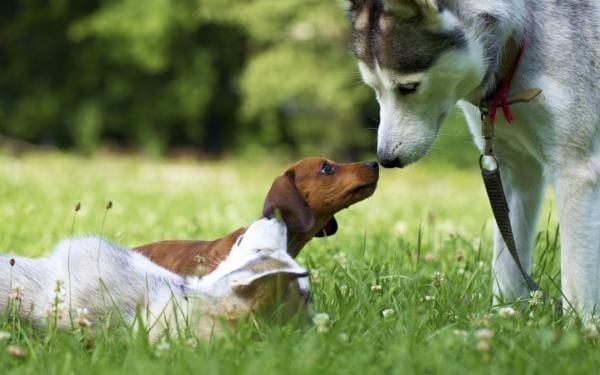 Cómo presentar un perro cachorro a un perro adulto 1 MiPet.pe