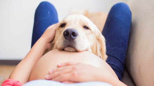 ¿Cómo preparar a tu perro para la llegada del bebé? 2 ¿Cómo preparar a tu perro para la llegada del bebé? 1 MiPet.pe