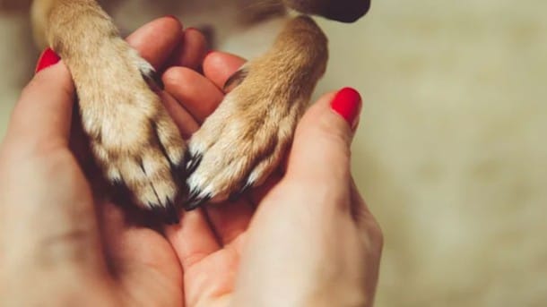 ¿Por qué tu perro apoya una pata sobre ti? 1 ¿Por qué tu perro apoya una pata sobre ti? MiPet.pe