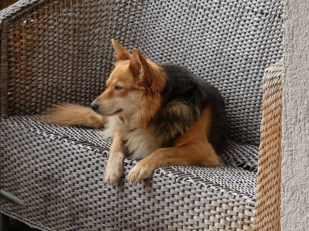 10 claves para que la cuarentena sea lo más llevadera posible para tu perro! 1 MiPet.pe