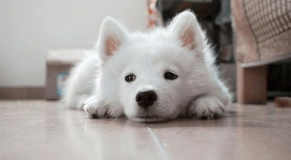 ¿Cada cuánto tiempo tengo que desparasitar a mi perro? 3 ¿Cada cuánto tiempo tengo que desparasitar a mi perro? 2 MiPet.pe