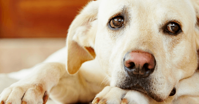 Mi Perro NO quiere Comer 1 Mi Perro NO quiere Comer MiPet.pe