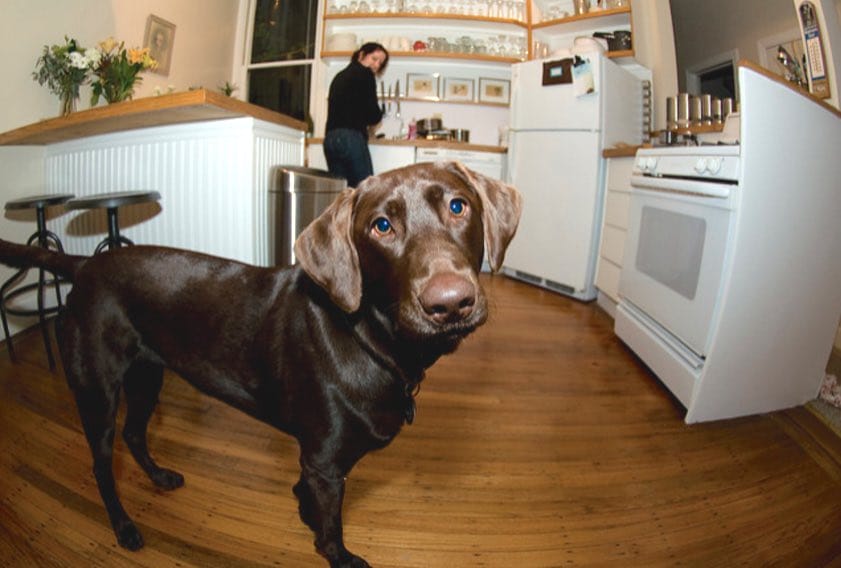 10 claves para que la cuarentena sea lo más llevadera posible para tu perro! MiPet.pe