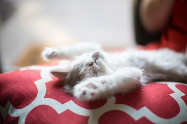¿Los gatos sueñan? 1 ¿Los gatos sueñan? MiPet.pe