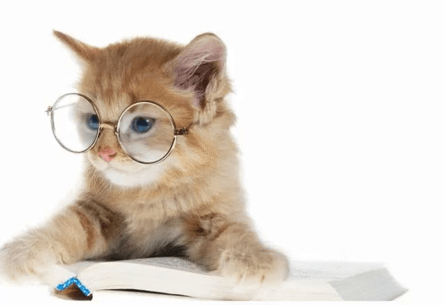 Educación de los GATITOS 2 Educación de los GATITOS 1 MiPet.pe