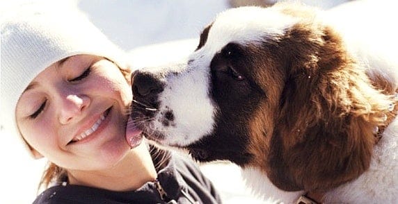 ¿Por qué mi perro me lame? 1 ¿Por qué mi perro me lame? MiPet.pe