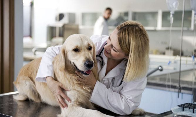 ¿En qué consiste la Esterilización de mi mascota? 5 ¿En qué consiste la Esterilización de mi mascota? 4 MiPet.pe
