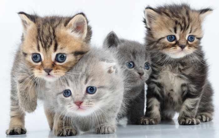 Educación de los GATITOS 1 Educación de los GATITOS MiPet.pe