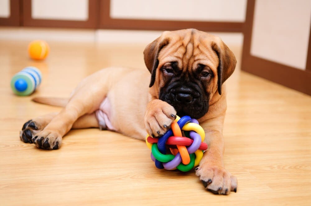 Juegos para COMPARTIR CON TU PERRO 4 Juegos para COMPARTIR CON TU PERRO 3 MiPet.pe