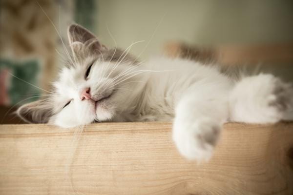 ¿Los gatos sueñan? 2 MiPet.pe