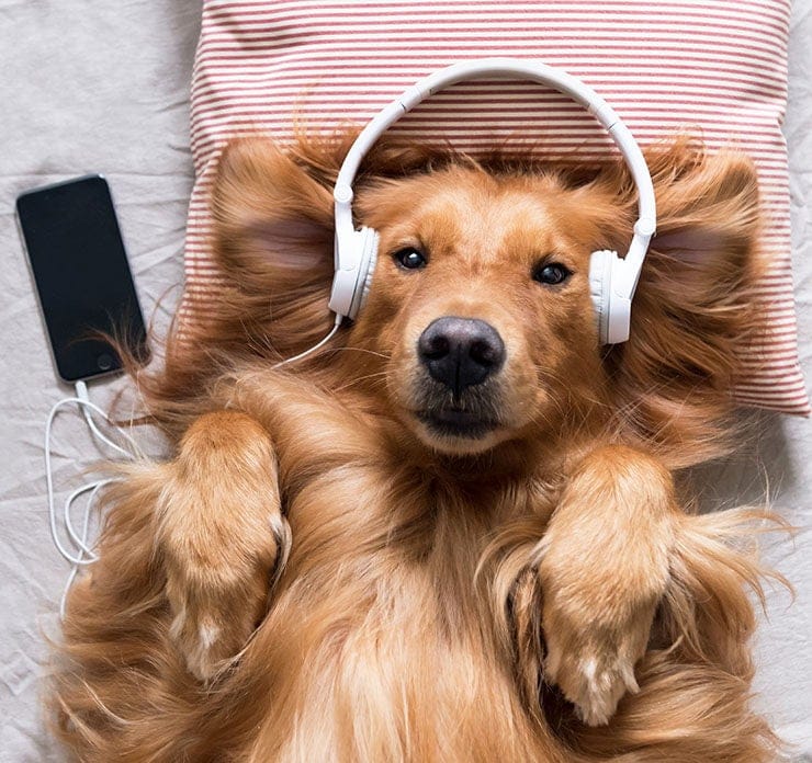 Juegos para COMPARTIR CON TU PERRO 1 MiPet.pe