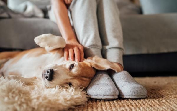 ¿Por qué mi perro se apoya en mí? 3 MiPet.pe