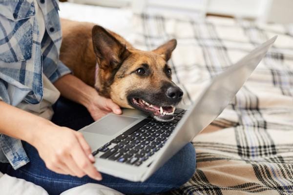 ¿Por qué mi perro se apoya en mí? 2 ¿Por qué mi perro se apoya en mí? 1 MiPet.pe