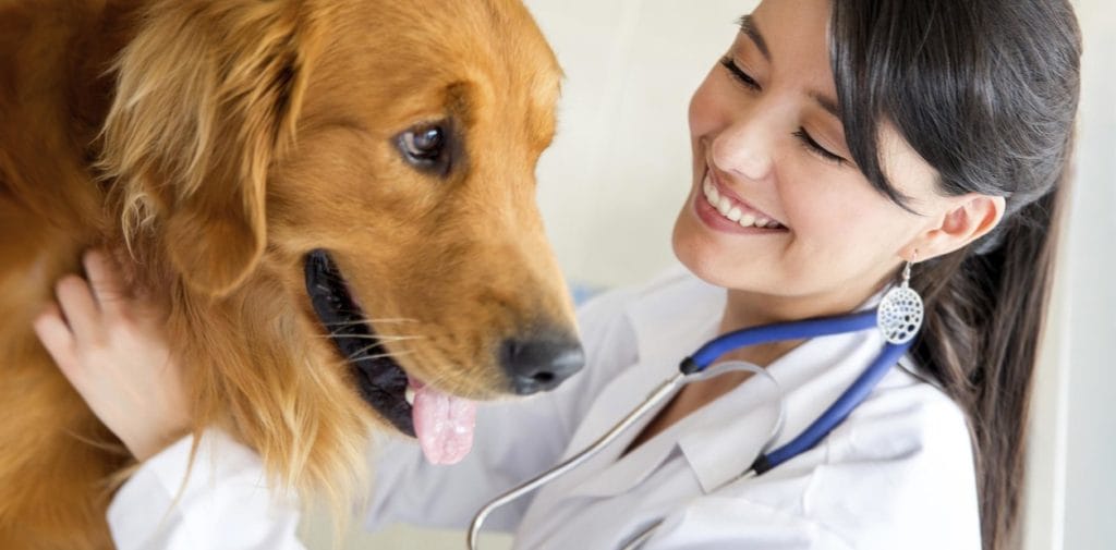 Tips para cuidar a tu perro 1 Tips para cuidar a tu perro MiPet.pe