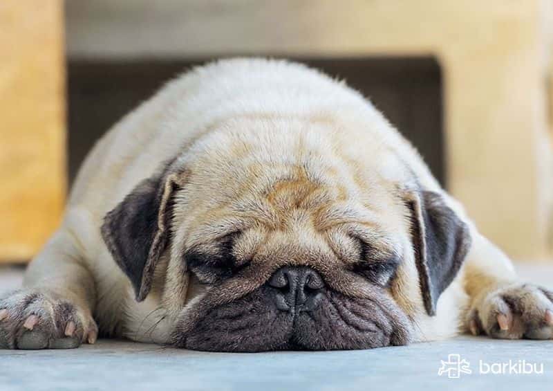 ¿Cada cuánto tiempo tengo que desparasitar a mi perro? 2 MiPet.pe