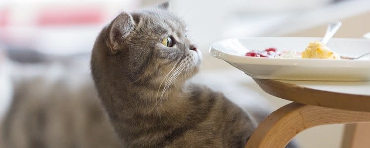 Alimentos que son peligrosos o tóxicos para los gatos 4 MiPet.pe
