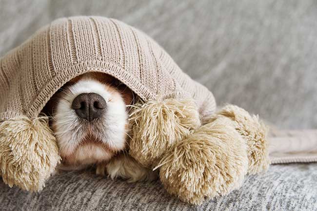 Perros En El Invierno 🐕🥶 MiPet.pe