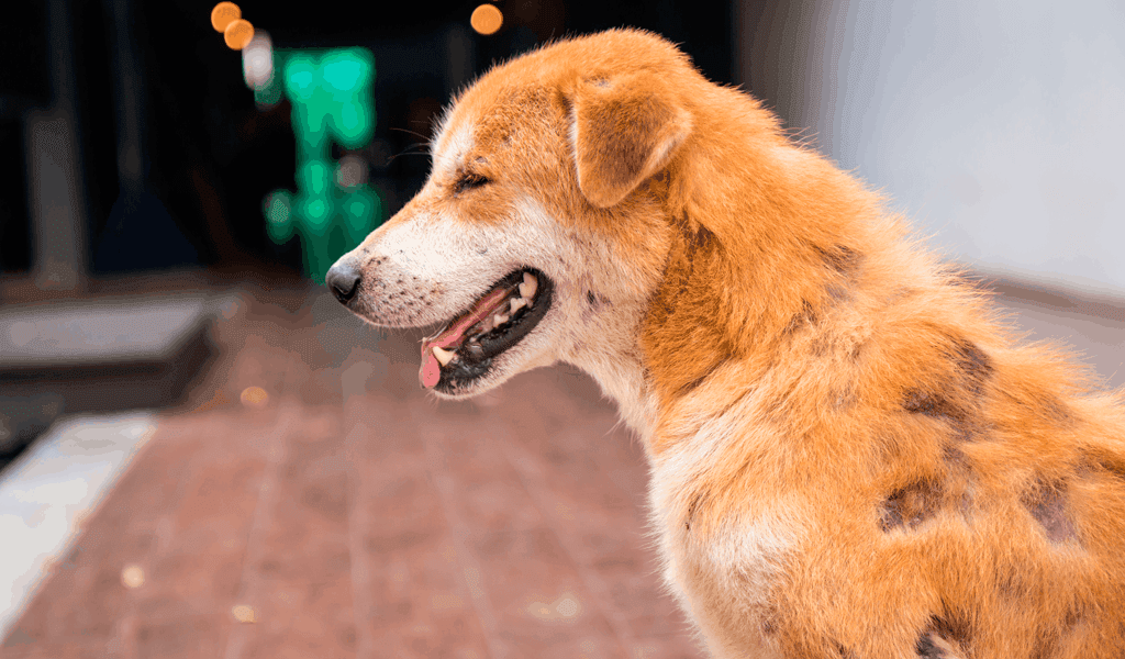 Sarna en Perros 3 Sarna en Perros 2 MiPet.pe