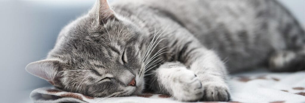 ¿Cuánto duerme un Gato? 1 MiPet.pe