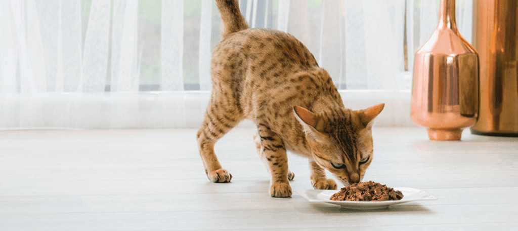 ¿CUÁNTAS VECES COME UN GATO? 🐈 6 ¿CUÁNTAS VECES COME UN GATO? 🐈 5 MiPet.pe