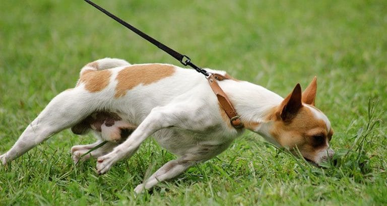 Algunos perros tiran muy fuerte de la correa! 2 MiPet.pe