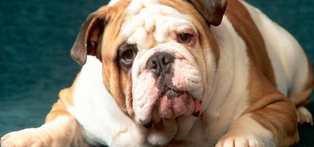 Bulldog Inglés 3 Bulldog Inglés 2 MiPet.pe