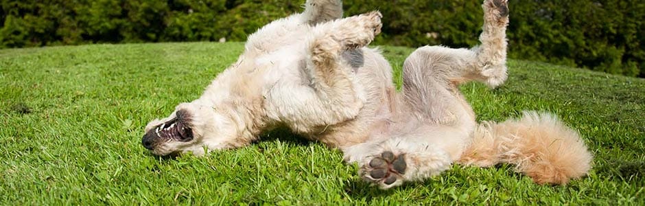 ¿Se está rascando tu perro? MiPet.pe