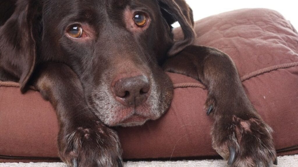 ¿Por qué los perros vomitan después de comer? 1 ¿Por qué los perros vomitan después de comer? MiPet.pe