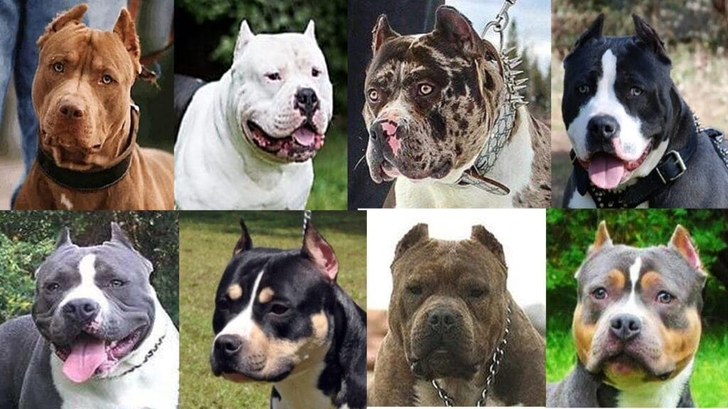 Adoptar un Pitbull: características y cuidados 5 Adoptar un Pitbull: características y cuidados 4 MiPet.pe