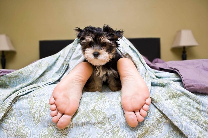 Dormir con su mascota: ¿es seguro? 🤔 5 Dormir con su mascota: ¿es seguro? 🤔 4 MiPet.pe