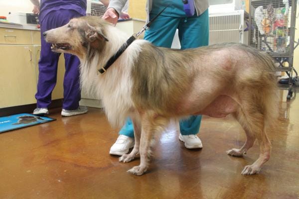 ¿Cómo tratar la PÉRDIDA EXCESIVA DE PELOS en el perro? 1 ¿Cómo tratar la PÉRDIDA EXCESIVA DE PELOS en el perro? MiPet.pe