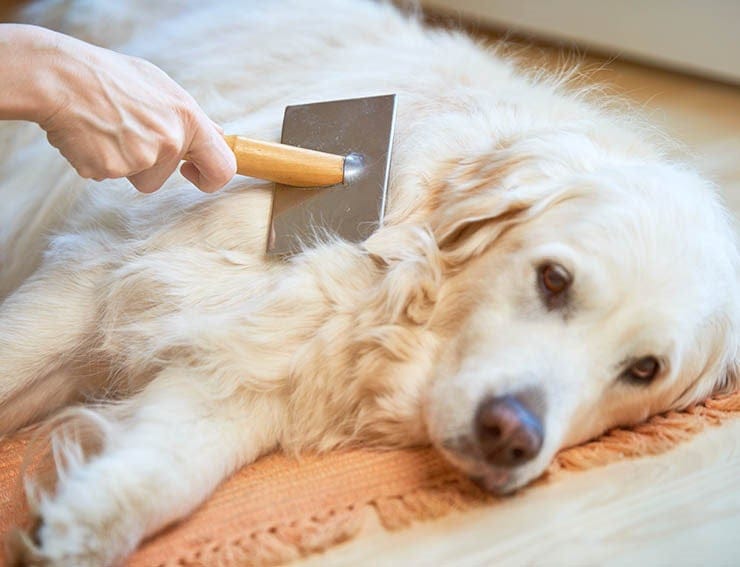 ¿Cómo tratar la PÉRDIDA EXCESIVA DE PELOS en el perro? 2 ¿Cómo tratar la PÉRDIDA EXCESIVA DE PELOS en el perro? 1 MiPet.pe