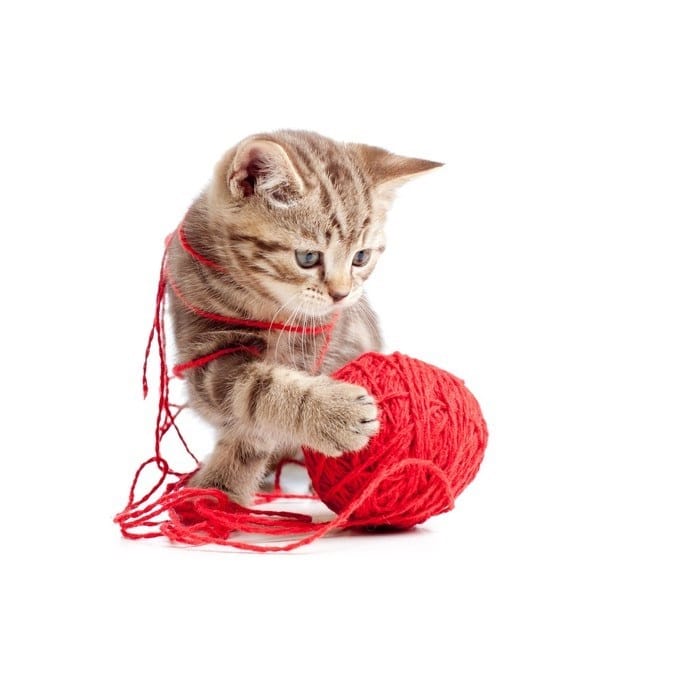 Trayendo tu nuevo gatito a casa🏡 MiPet.pe