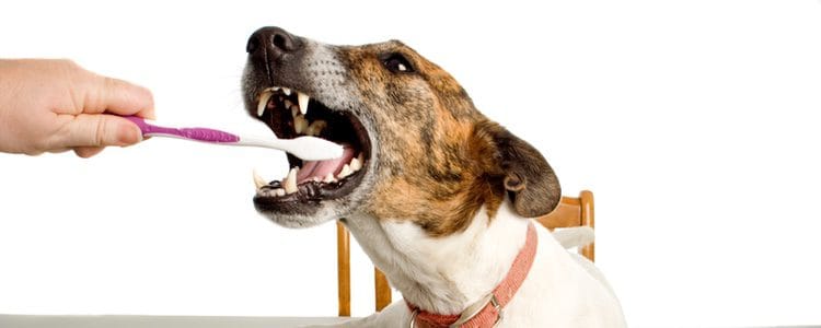 A mi perro le huele mal la boca. ¿Eso quiere decir que tiene una enfermedad? 4 MiPet.pe