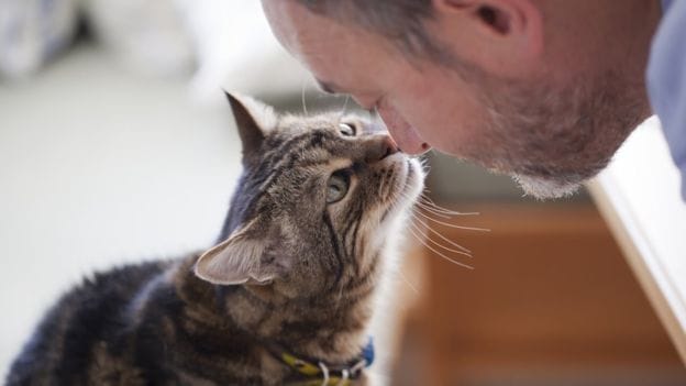 Elegir el mejor alimento para gatitos: Qué buscar y qué evitar MiPet.pe