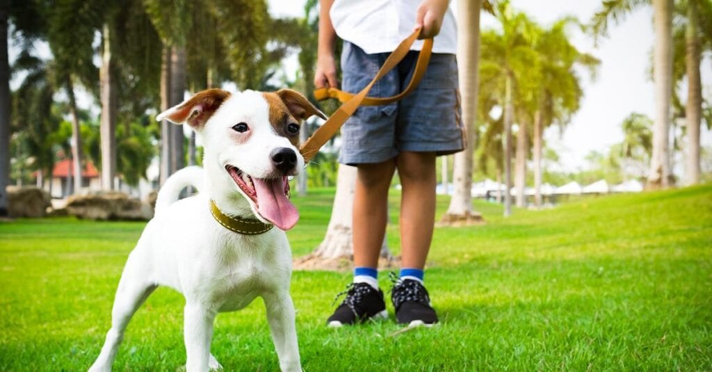 Razones científicas por las que tu vida es mejor con un perro! 1 Razones científicas por las que tu vida es mejor con un perro! MiPet.pe