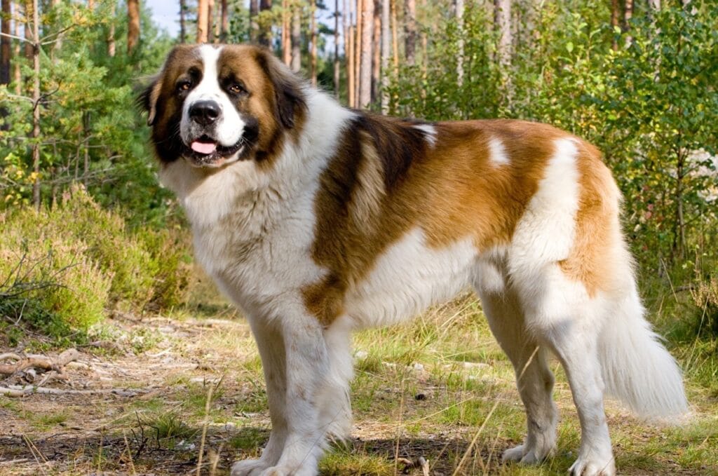 Signos de cáncer: qué observar en las mascotas. 4 Signos de cáncer: qué observar en las mascotas. 3 MiPet.pe