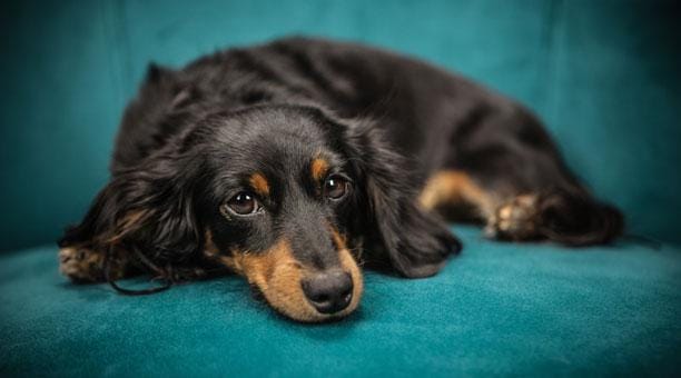 Cuidar a tu perro en climas fríos 4 Cuidar a tu perro en climas fríos 3 MiPet.pe