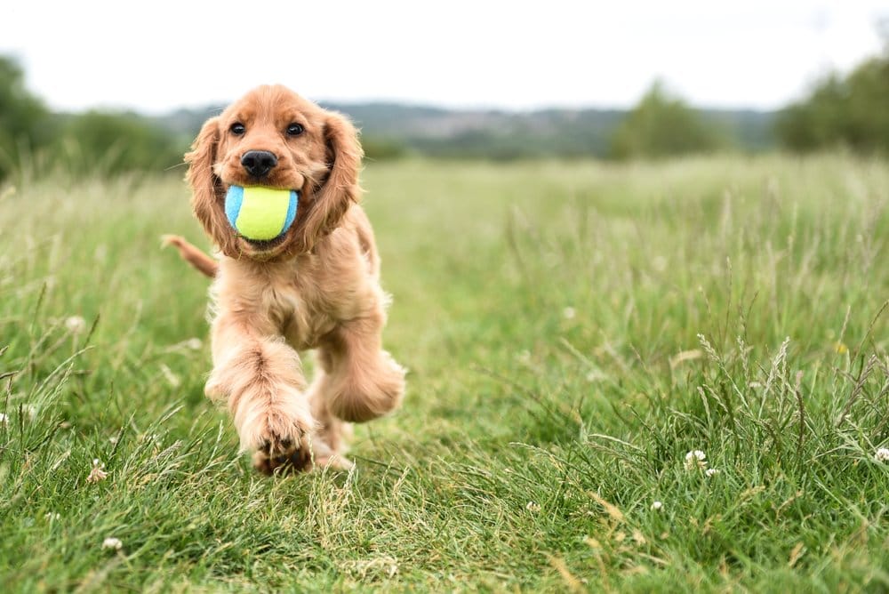 Vida simple: lecciones de vida de tus mascotas 3 Vida simple: lecciones de vida de tus mascotas 2 MiPet.pe