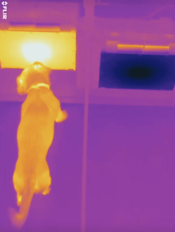 La nariz fría de su perro puede detectar realmente el calor! 😲 MiPet.pe